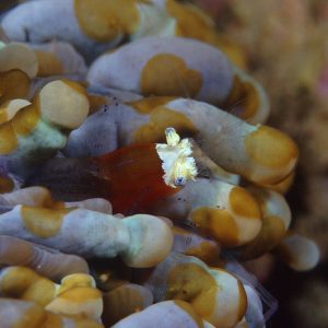 Anemone Shrimp scuba diving phuket at anemone reef