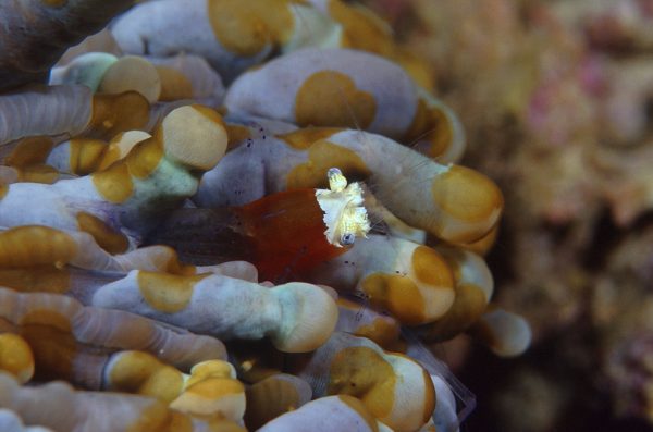 Anemone Shrimp scuba diving phuket at anemone reef
