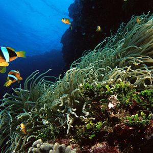 Clarks Anemone Fish - scuba diving phuket at anemone reef