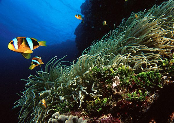 Clarks Anemone Fish - scuba diving phuket at anemone reef