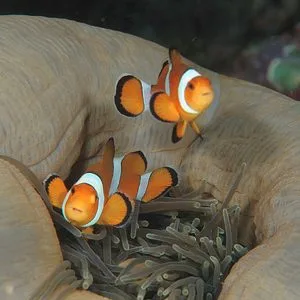 Clown Fish on Closed Anemone - scuba diving phuket at anemone reef