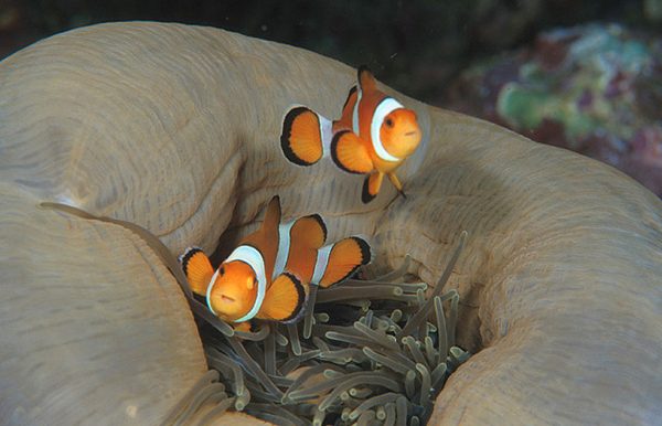 Clown Fish on Closed Anemone - scuba diving phuket at anemone reef