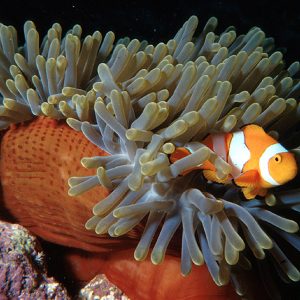 Clown fish Anemone reef Mouth of Tube Anemone - scuba diving phuket at anemone reef