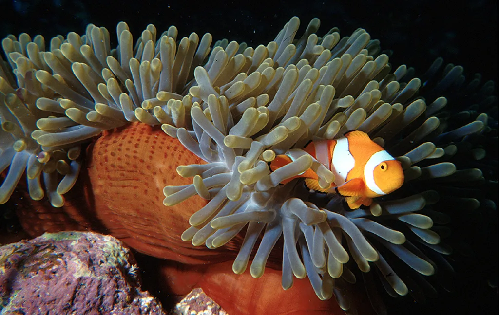 Clown fish Anemone reef Mouth of Tube Anemone - scuba diving phuket at anemone reef