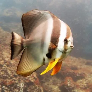 Racha yai scuba diving Bat Fish