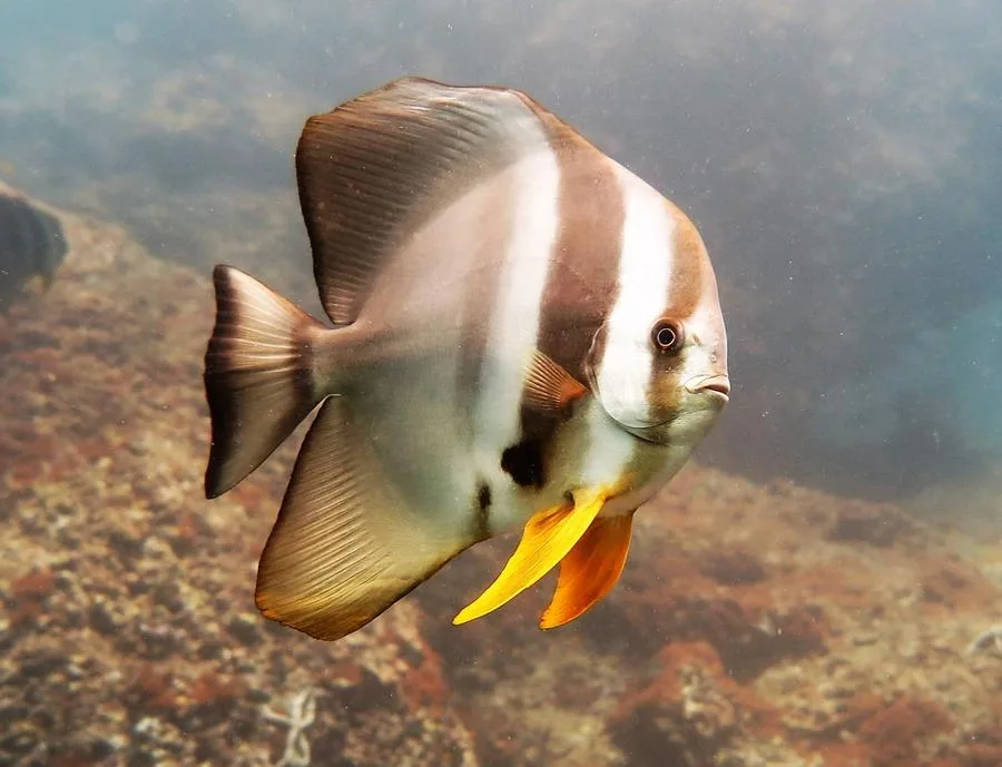 Racha yai scuba diving Bat Fish