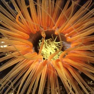 Mouth of Tube Anemone - scuba diving phuket at anemone reef