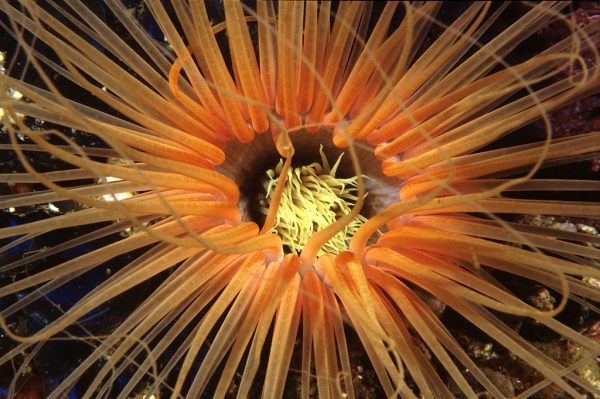 Mouth of Tube Anemone - scuba diving phuket at anemone reef
