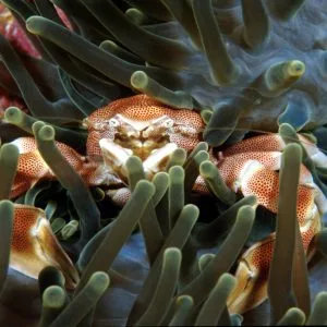 Sea anemone - Porcelain crab Anemone Shrimp - scuba diving phuket at anemone reef