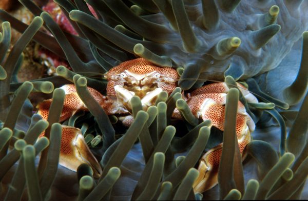 Sea anemone - Porcelain crab Anemone Shrimp - scuba diving phuket at anemone reef