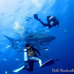 Whale sharks in Thailand - SSI underwater photography course