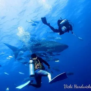 Whale sharks SSI underwater photography course
