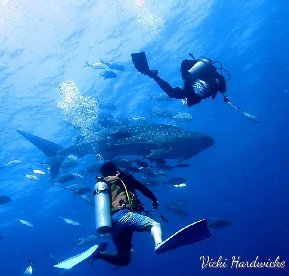 Whale sharks SSI underwater photography course