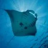 Similan Island Koh Bon daytrip with Phuket Dive Tours