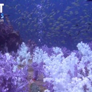 Soft Corals near to the decent line are very fragile