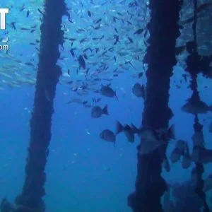 Scuba divers can swim through some parts of the king cruise but better check with the dive guide first