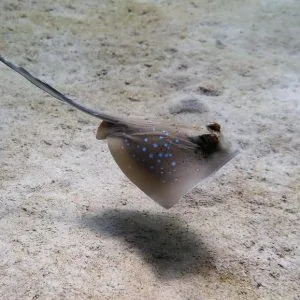 Racha yai scuba diving with "Kuhls Rays"