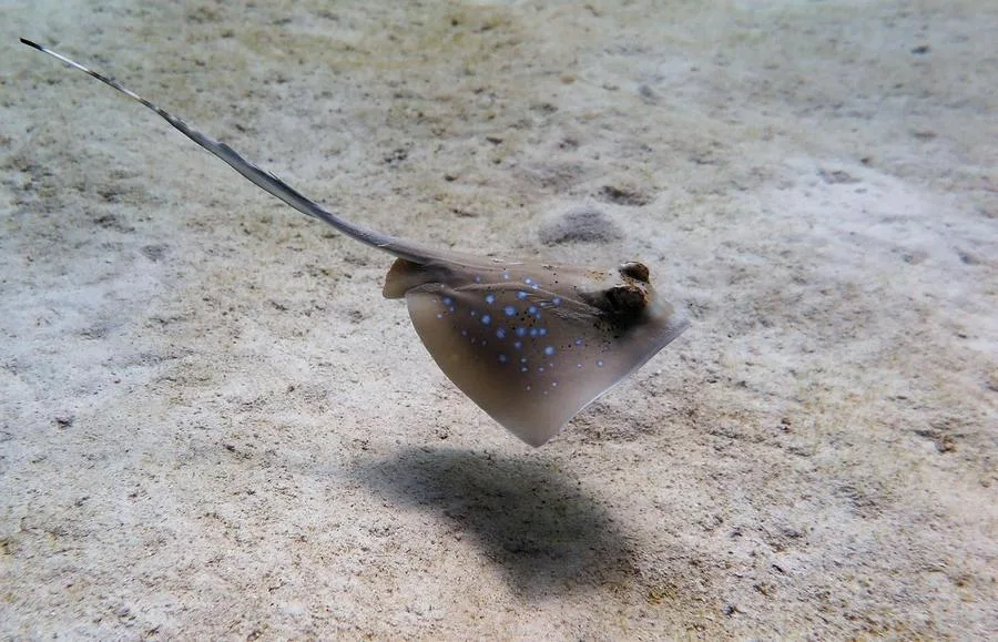 Racha yai scuba diving with "Kuhls Rays"