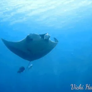 Manta Rays in Thailand - scuba diving underwater photography course