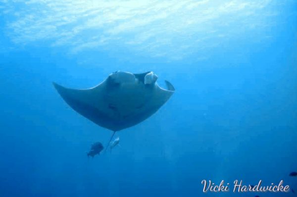 Manta Rays in Thailand - scuba diving underwater photography course