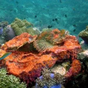 Scuba diving at shark point