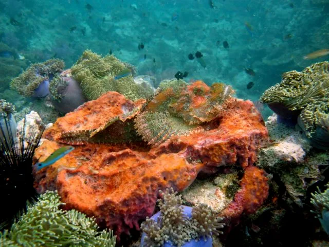 Scuba diving at shark point