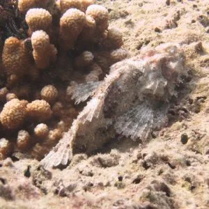 marine life at shark point - scuba diving phuket