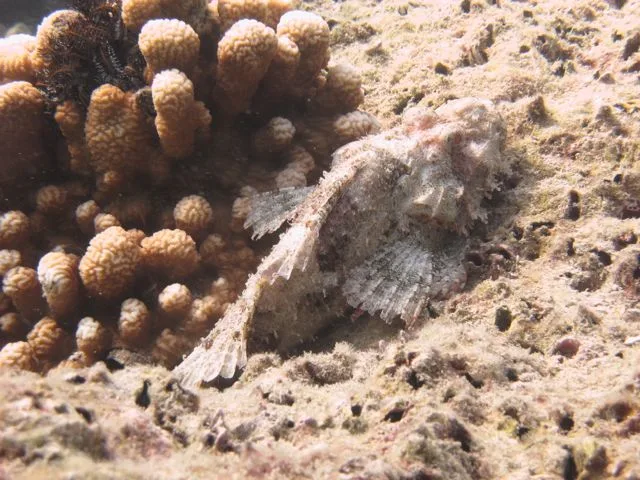 marine life at shark point - scuba diving phuket