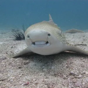 shark point - leopard shark - scuba diving phuket