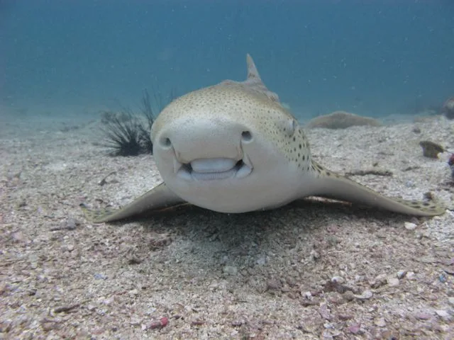 shark point - leopard shark - scuba diving phuket