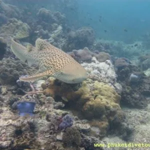 shark point phuket diving with leopard shark