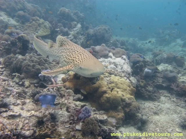 shark point phuket diving with leopard shark