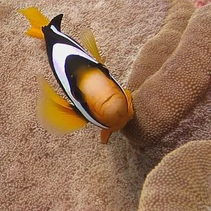 Clown fish underwater photography course