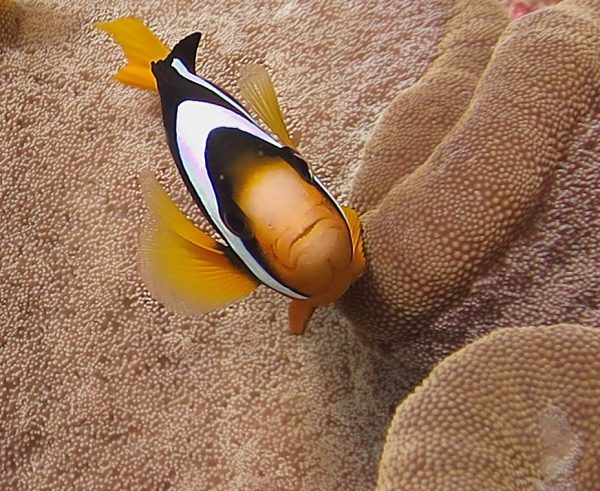 Clown fish underwater photography course