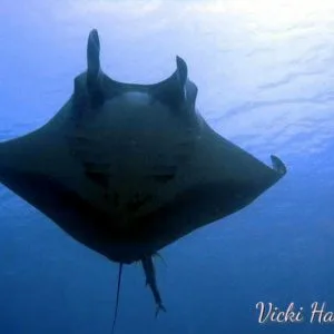 Whale sharks in Thailand - underwater photography course Phuket