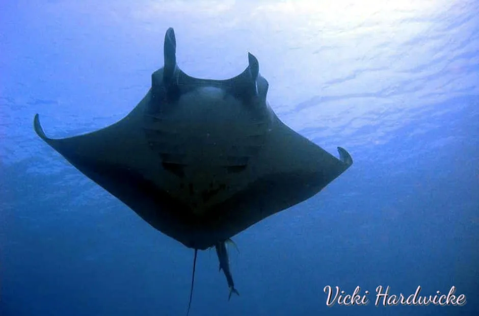 Whale sharks in Thailand - underwater photography course Phuket