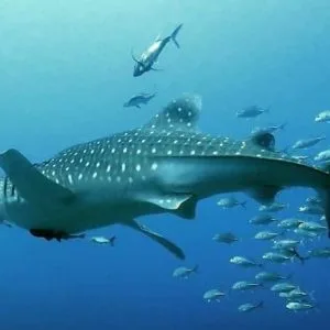 Scuba Diving Phuket Thailand