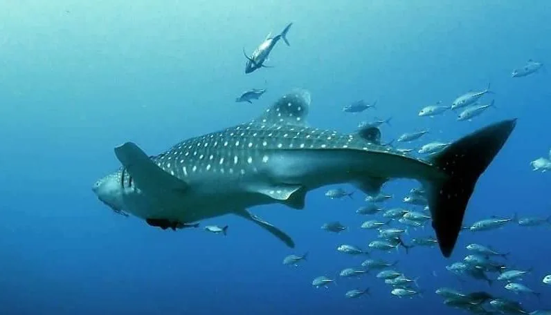 Scuba Diving Phuket Thailand