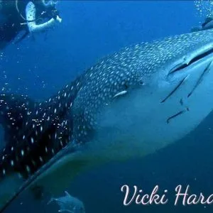Scuba Diving Phuket Thailand