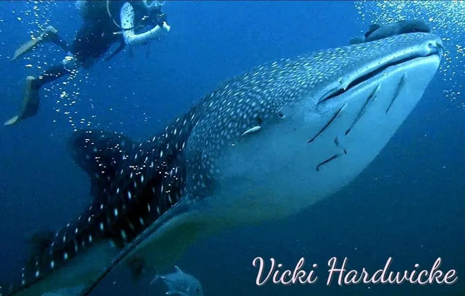 Scuba Diving Phuket Thailand